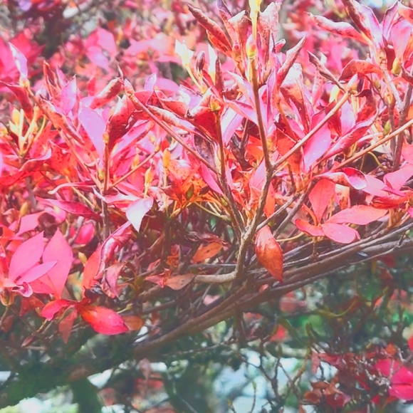 Meet your Posher, Wendi - Picture 3 of 4